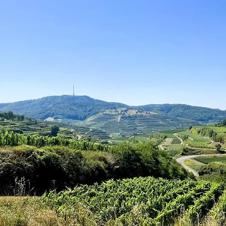 Rotmilan Vogtsburg